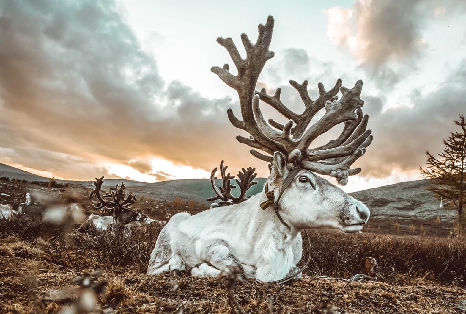 What does it cost to travel to Mongolia