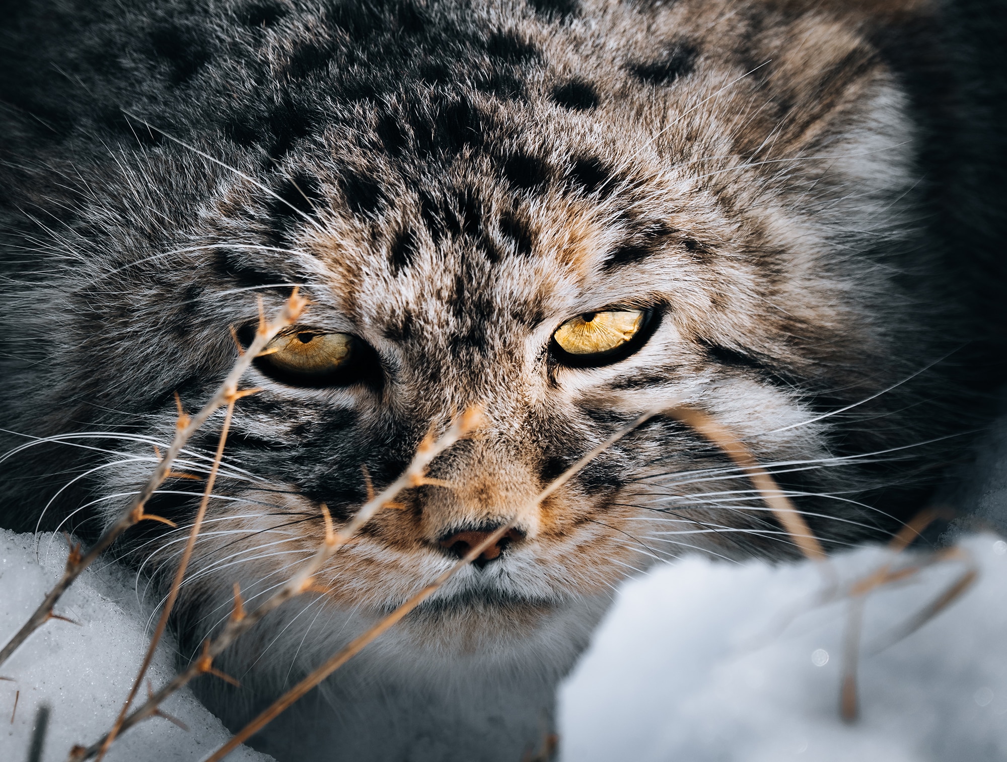 Pallass Cat Photography Tour Mongolia