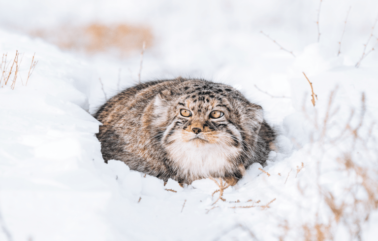 Photography Tour Pallass Cat Mongolia