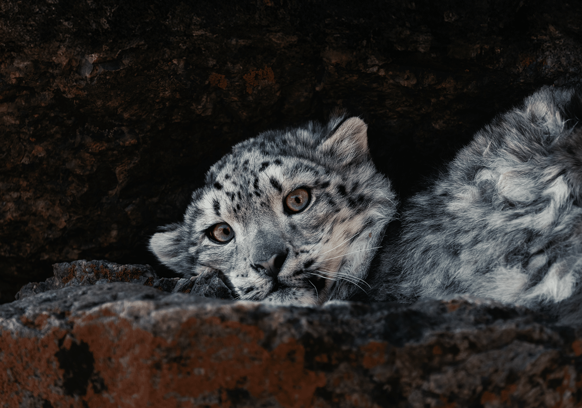 Photography Tour Snow Leopards